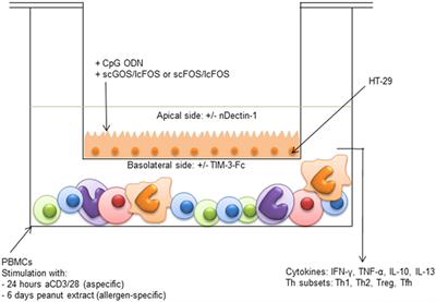 Exposure of Intestinal Epithelial Cells to Short- and Long-Chain Fructo-Oligosaccharides and CpG Oligodeoxynucleotides Enhances Peanut-Specific T Helper 1 Polarization